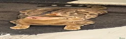 Bengal cats for sale: Tica registered bengals  in Chatham - Advert 2