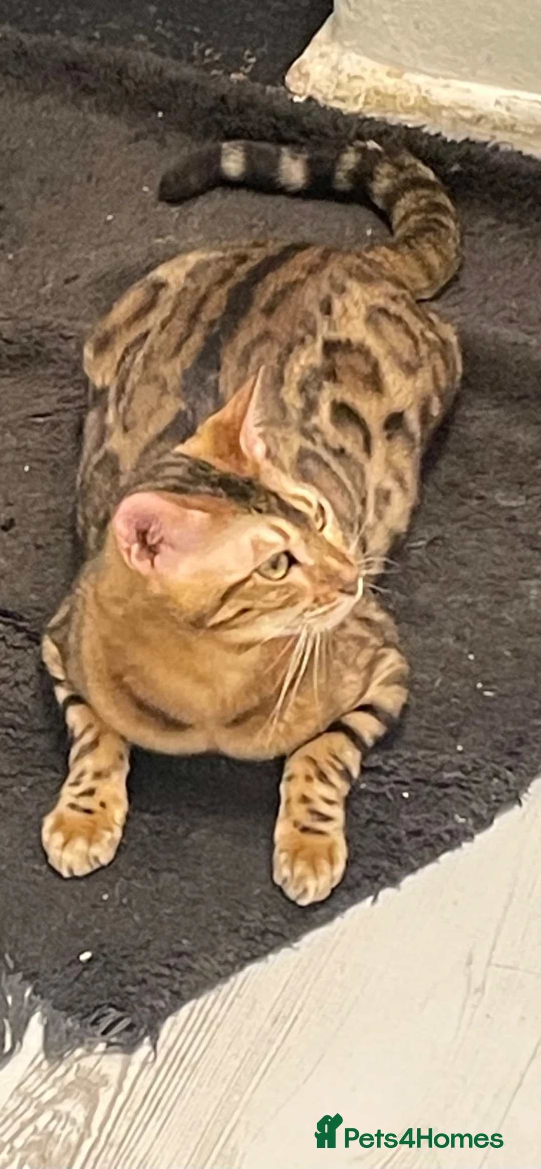 Bengal cats for sale: Tica registered bengals  in Chatham - Advert 2