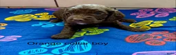 Sproodle dogs for sale: Sproodle Puppies from experienced, licensed breedr - Advert 24