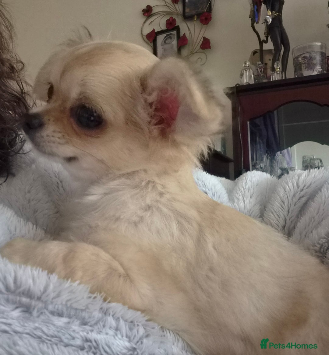 Chihuahua dogs for sale: Long haired chihuahua  - Image 26