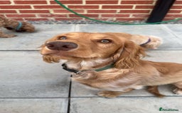 Cocker Spaniel dogs for stud: Jackson - Cocker spaniel stud  - Image 1