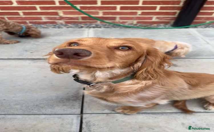 Cocker Spaniel dogs - Advert 1