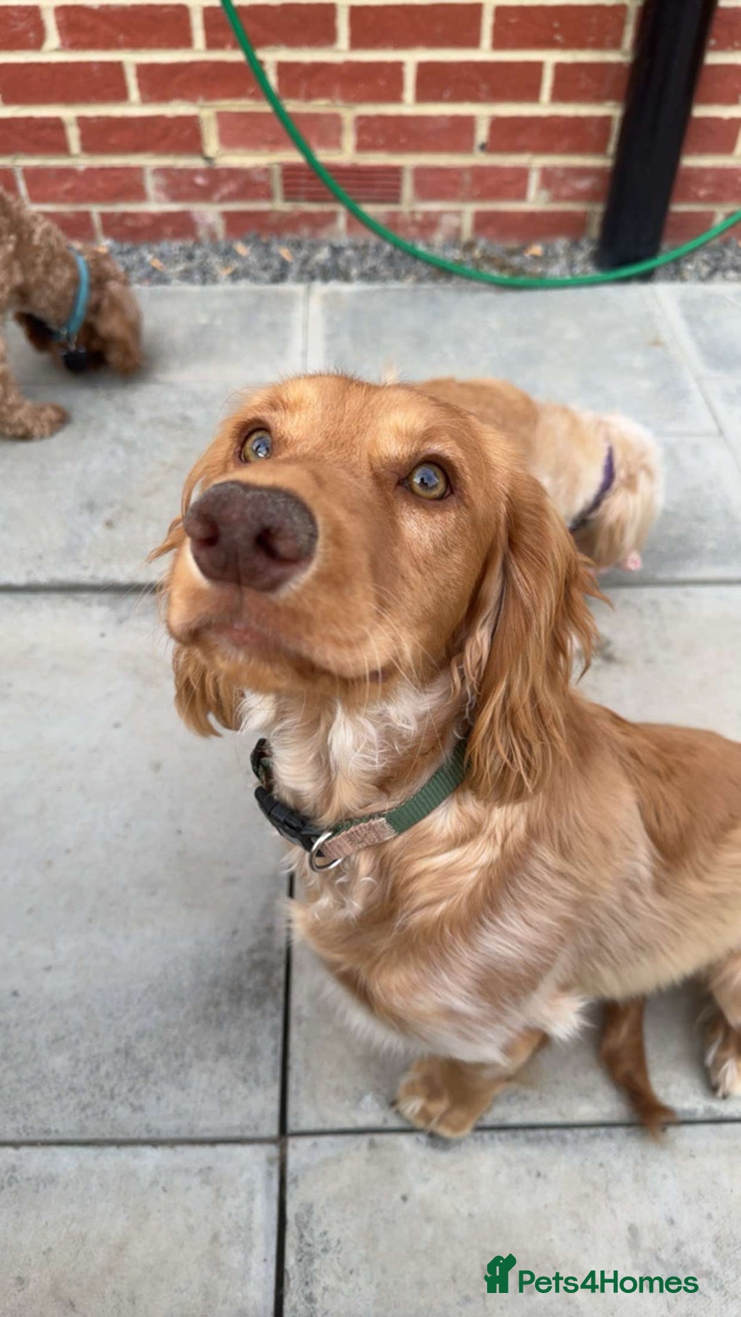 Cocker Spaniel dogs for stud: Jackson - Cocker spaniel stud  - Image 1
