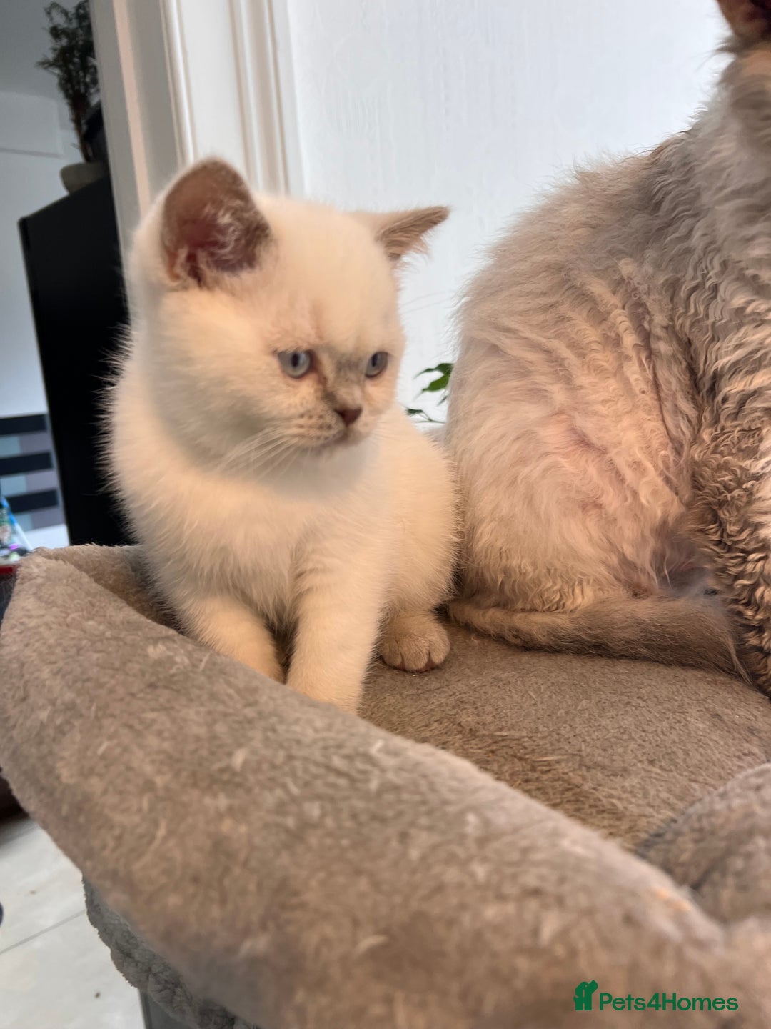 Selkirk Rex cats for sale: Selkirk rex kittens 😻 - Image 36