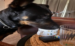 Mixed Breed dogs for sale: Dutch/german Shepard  - Image 7