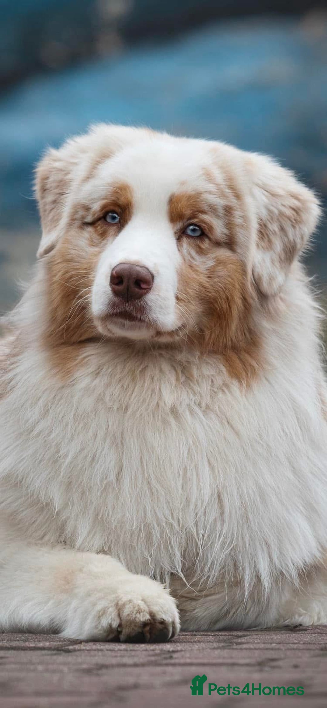 Australian Shepherd dogs for sale: Superbly Bred, Top Quality Pups - Image 23