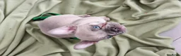 French Bulldog dogs for sale: Lilac fawn beautiful Frenchie boy. Singleton in Canvey Island - Advert 13