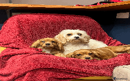 Cavachon dogs for sale: Playful boys ready to go  - Image 3