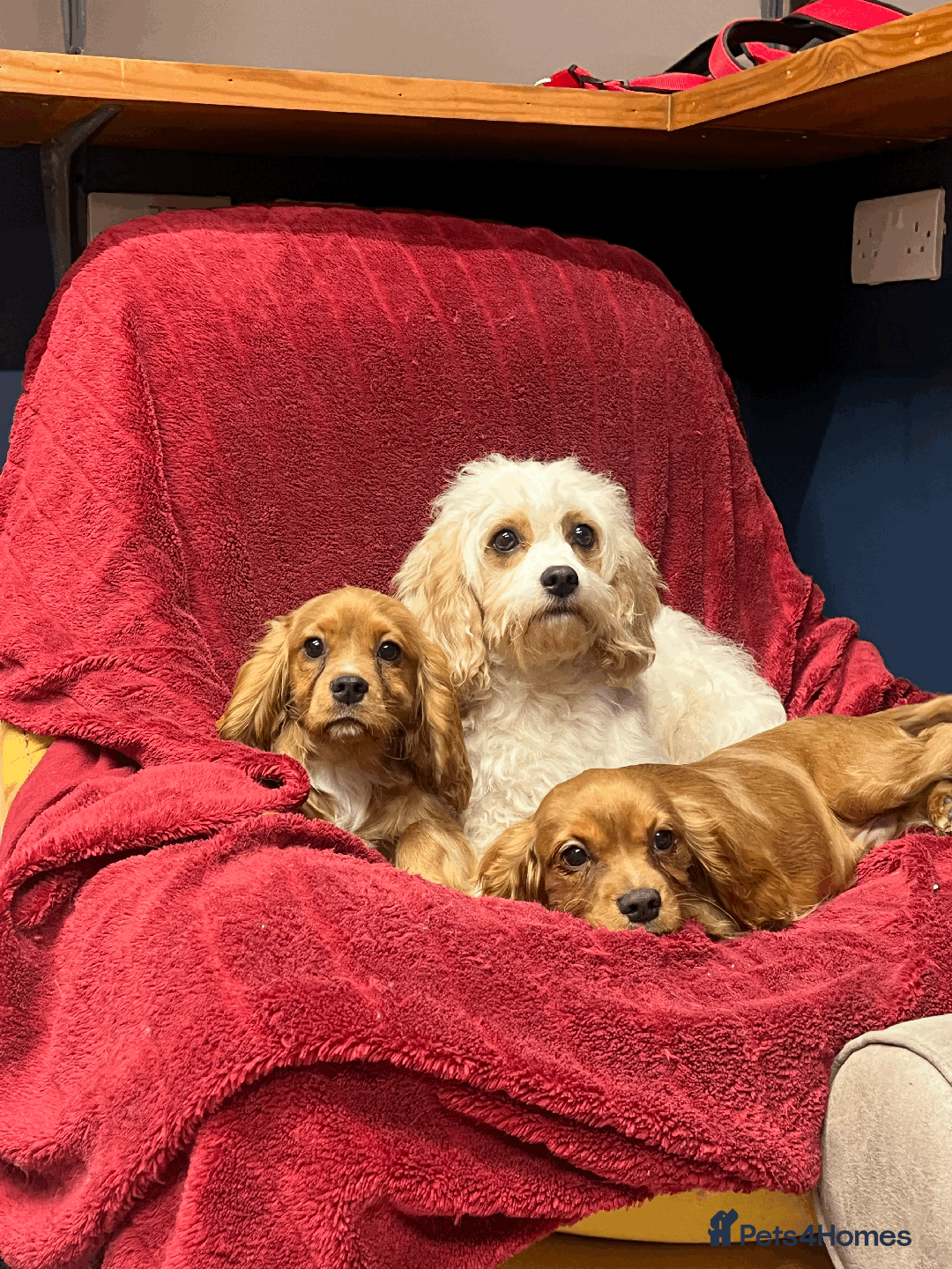 Cavachon dogs for sale: Playful boys ready to go  - Image 3