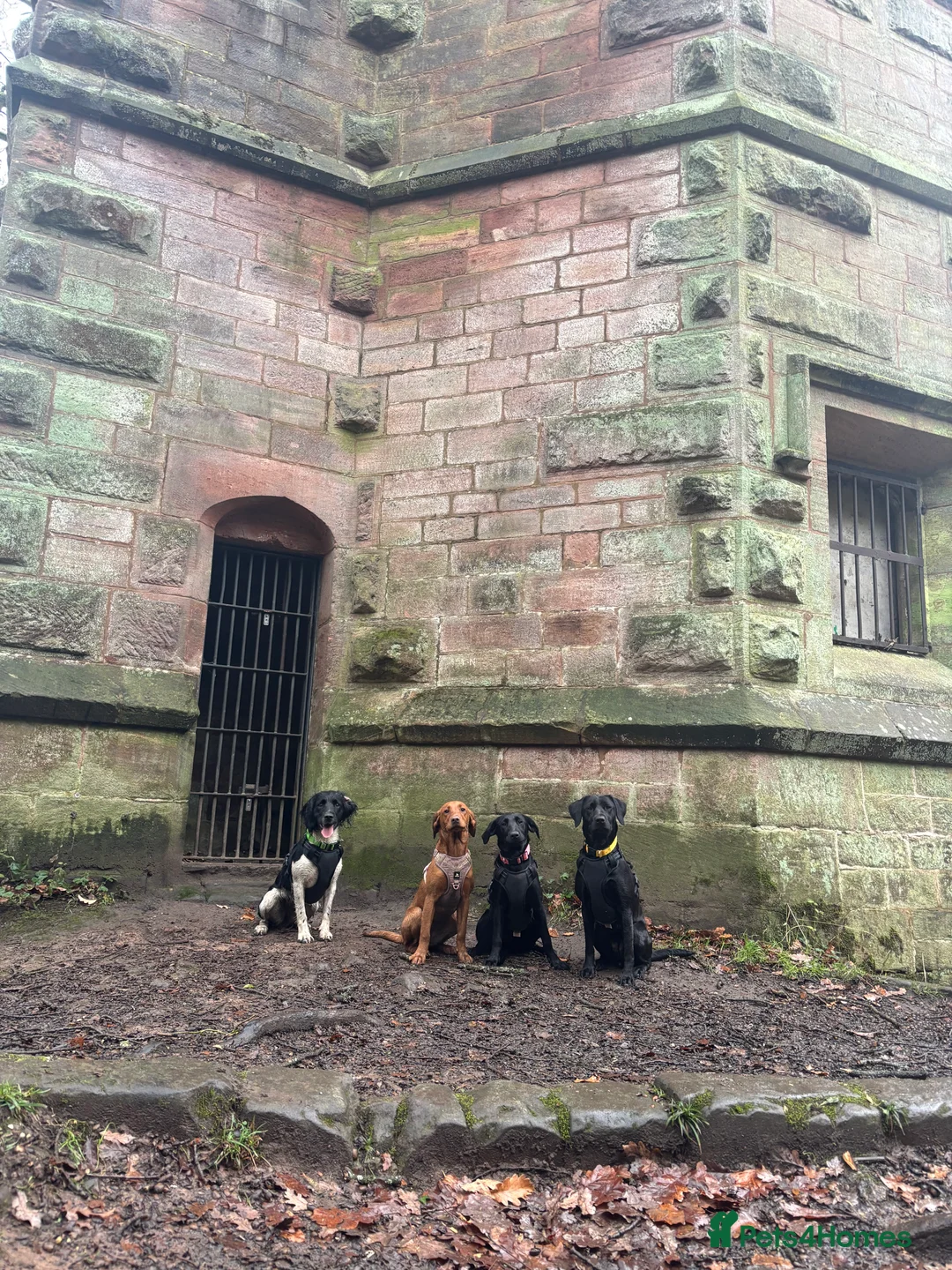 Labrador Retriever dogs for sale: KC registered Female black lab  - Advert 3