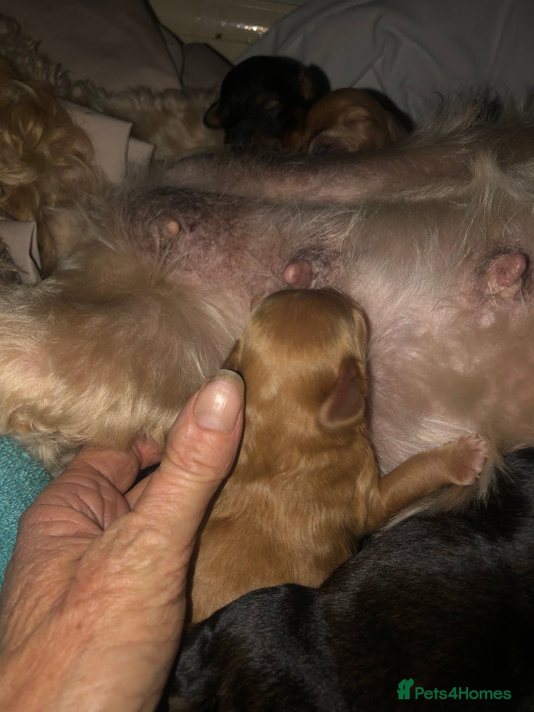 Cockapoo dogs for sale: Cockapoo puppies  - Advert 4