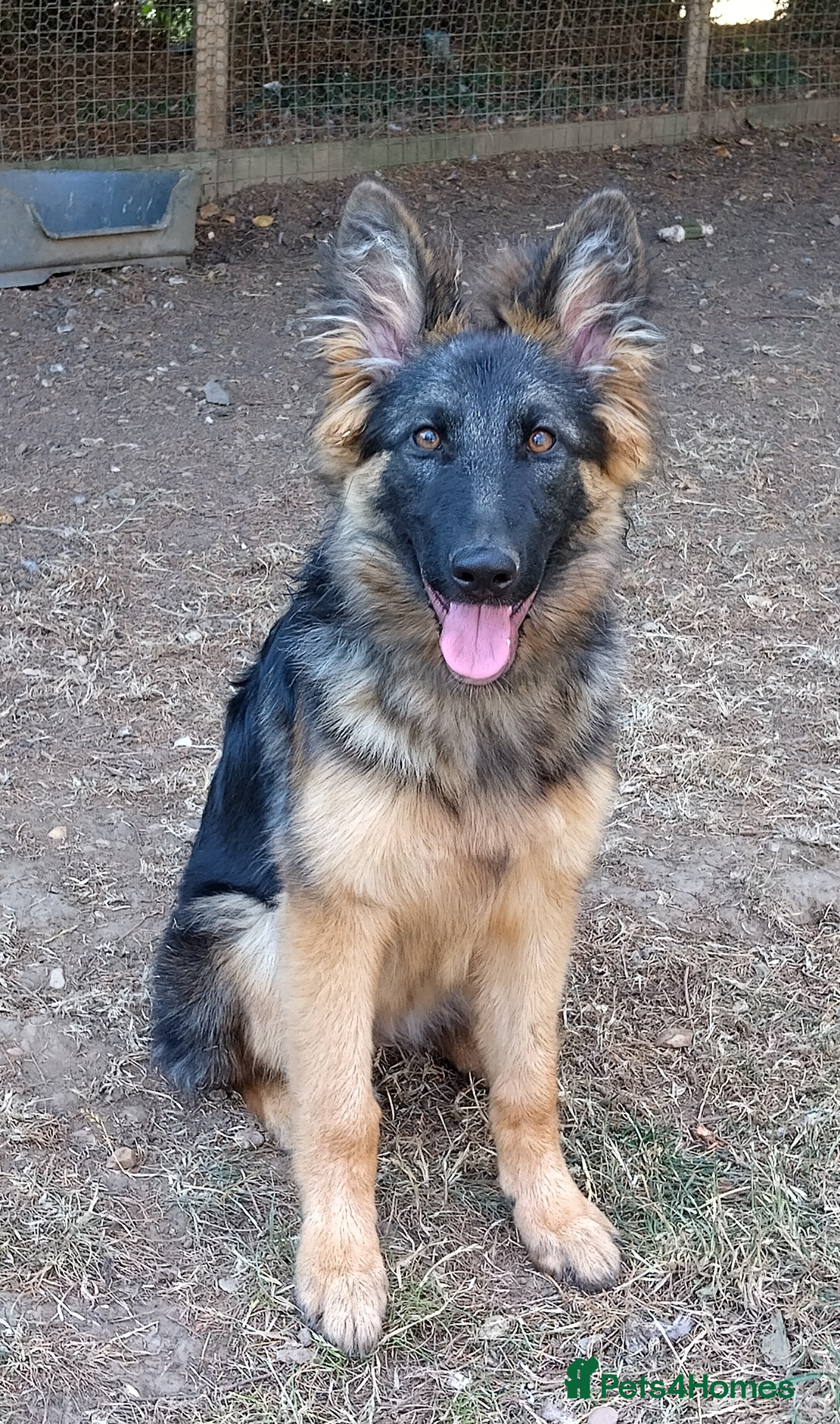 German Shepherd dogs QUALITY GERMAN SHEPHERD PUPPIES FOR SALE - Advert 6