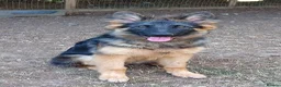 German Shepherd dogs for sale: QUALITY GERMAN SHEPHERD PUPPIES FOR SALE - Advert 1