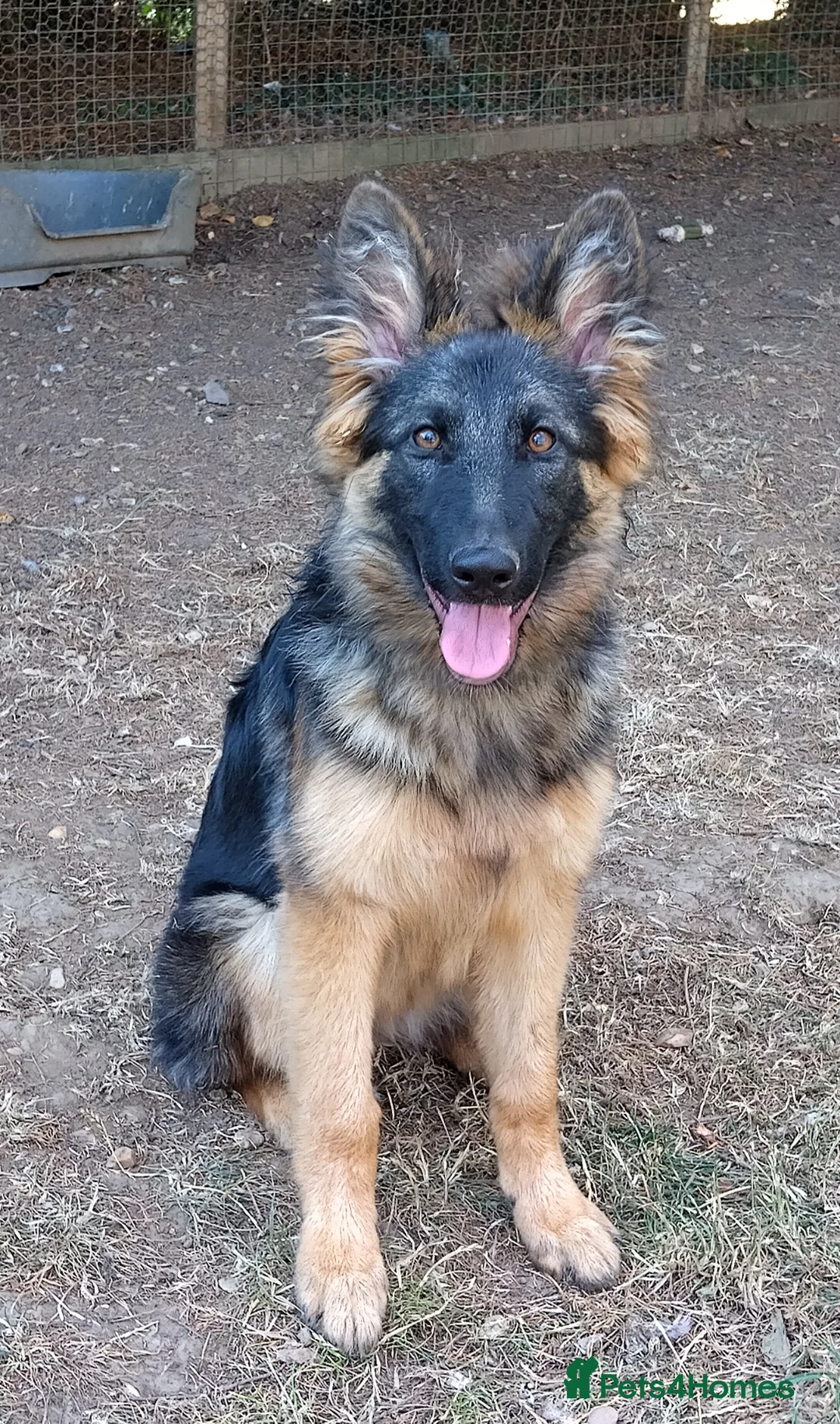 German Shepherd dogs for sale: QUALITY GERMAN SHEPHERD PUPPIES FOR SALE - Advert 1