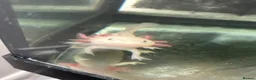 Axolotl reptiles for sale: Dirty leucistic axolotl in Sleaford - Advert 4