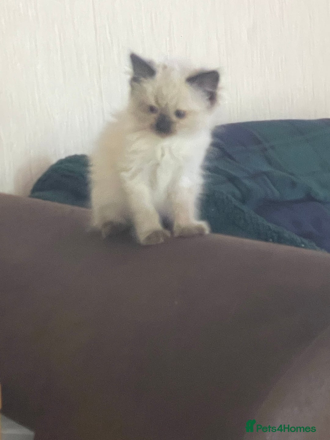 Ragdoll cats for sale: Lovely little dark seal female - Advert 3