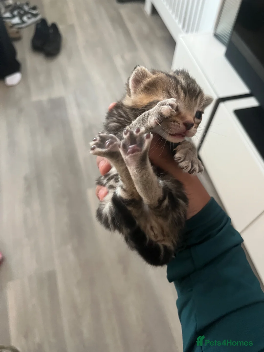 Bengal cats for sale: 4 Beautiful Kittens available in Newcastle upon Tyne - Advert 2