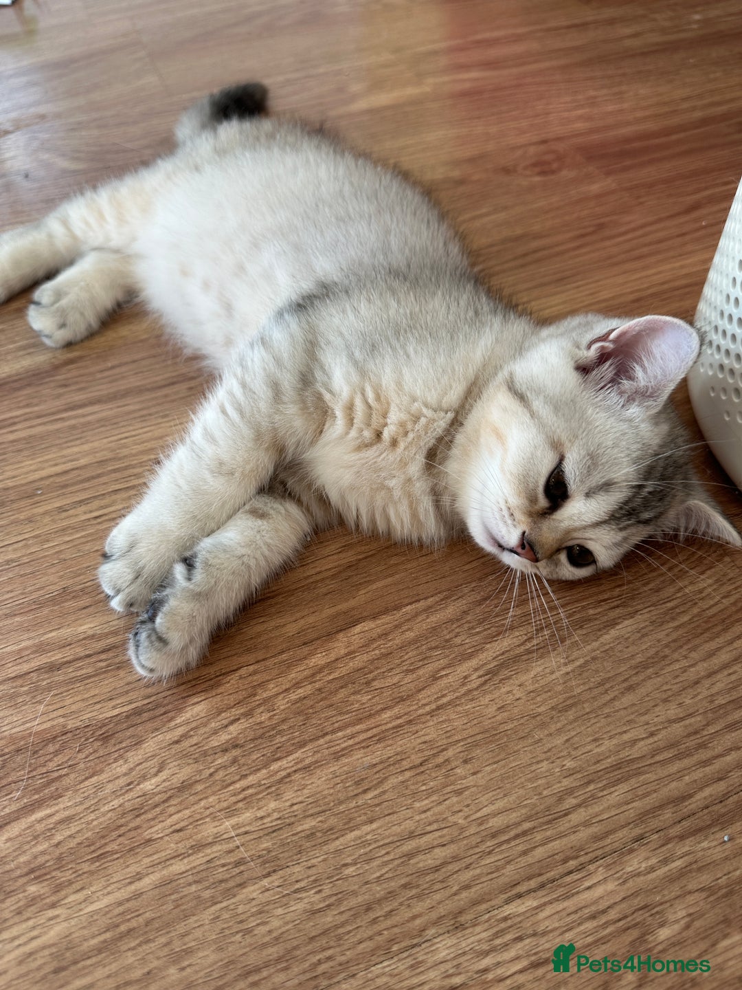 British Shorthair cats for sale: Stunning British Shorthair  - Image 23