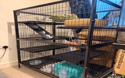 Rat rodents for sale: 2 female rats with whole enclosure and accessories - Advert 2