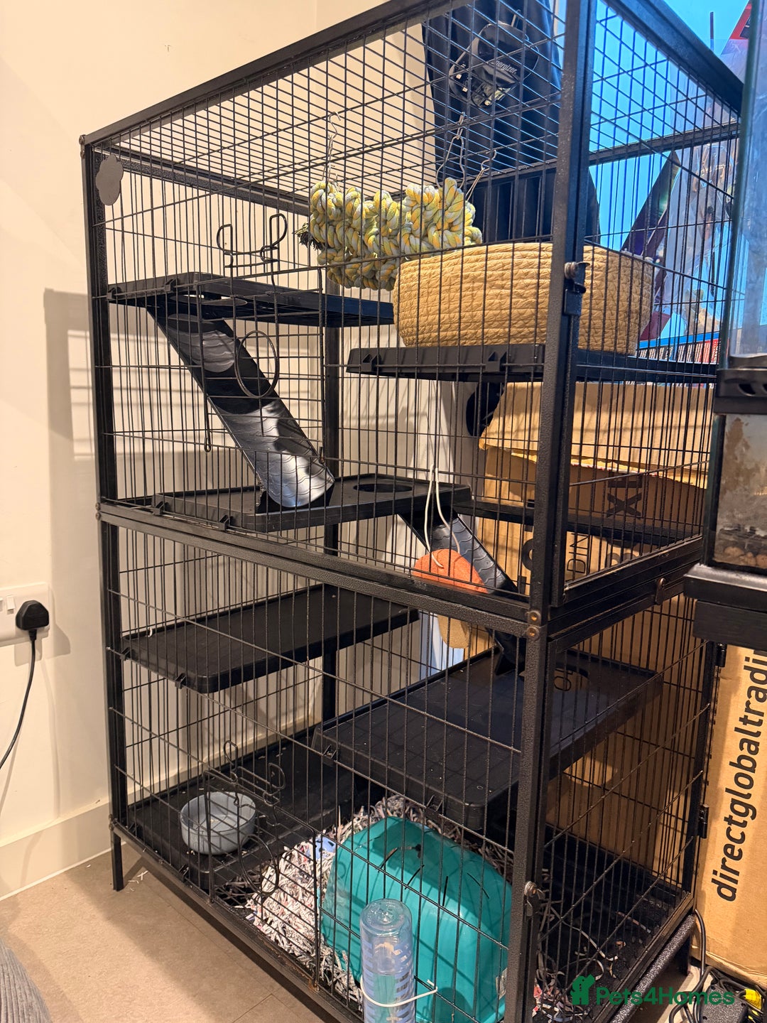 Rat rodents for sale: 2 female rats with whole enclosure and accessories - Advert 2