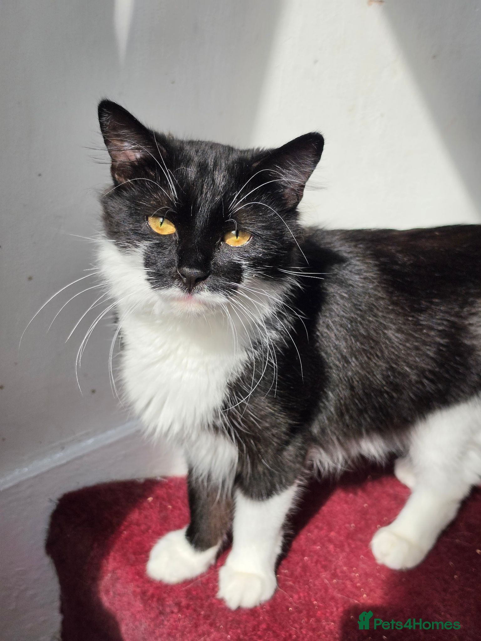 Mixed Breed cats These are exceptional kittens. - Advert 5