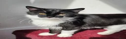 Mixed Breed cats for sale: These are exceptional kittens. - Advert 1