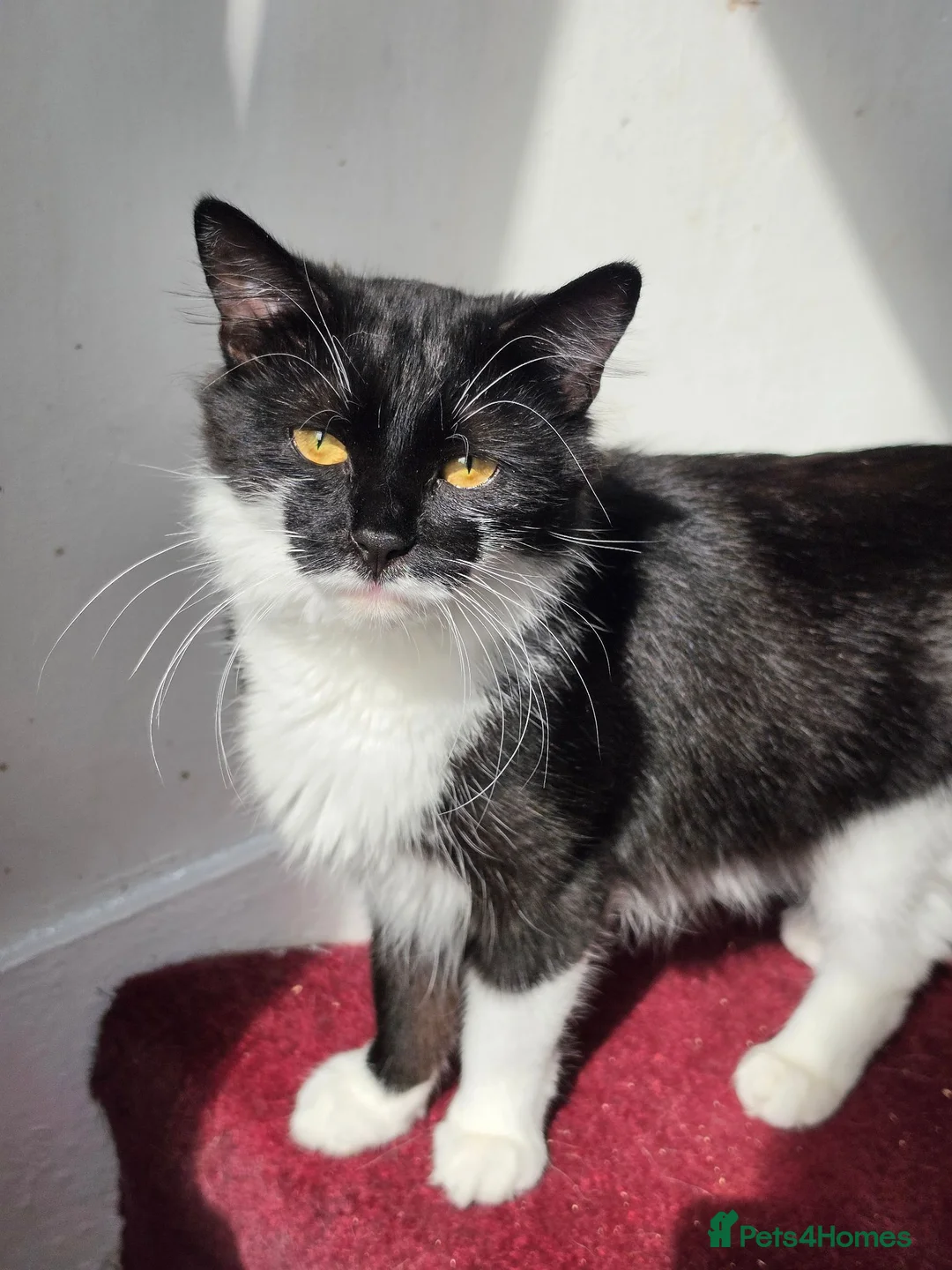 Mixed Breed cats for sale: These are exceptional kittens. - Advert 1