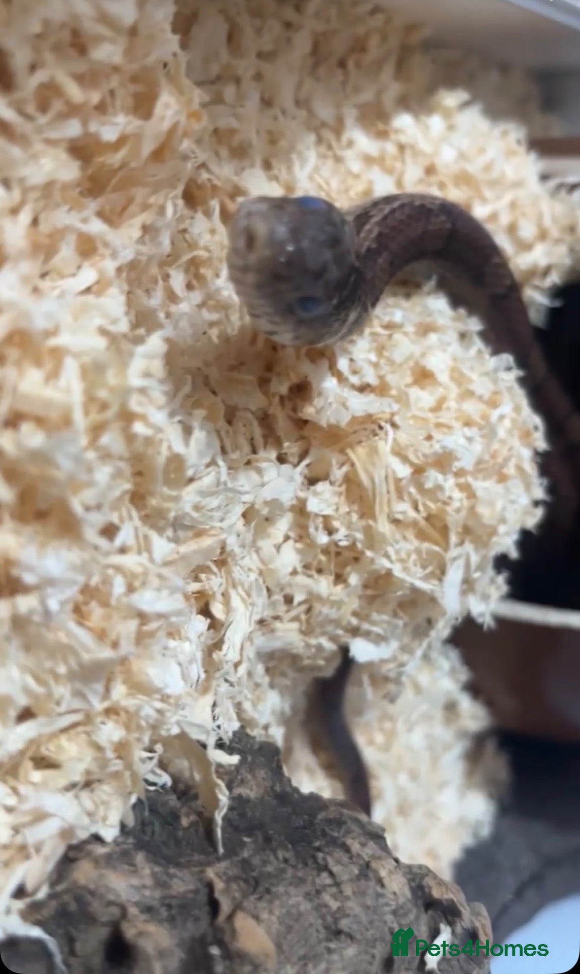 Corn Snake reptiles Corn snake for free  - Advert 1