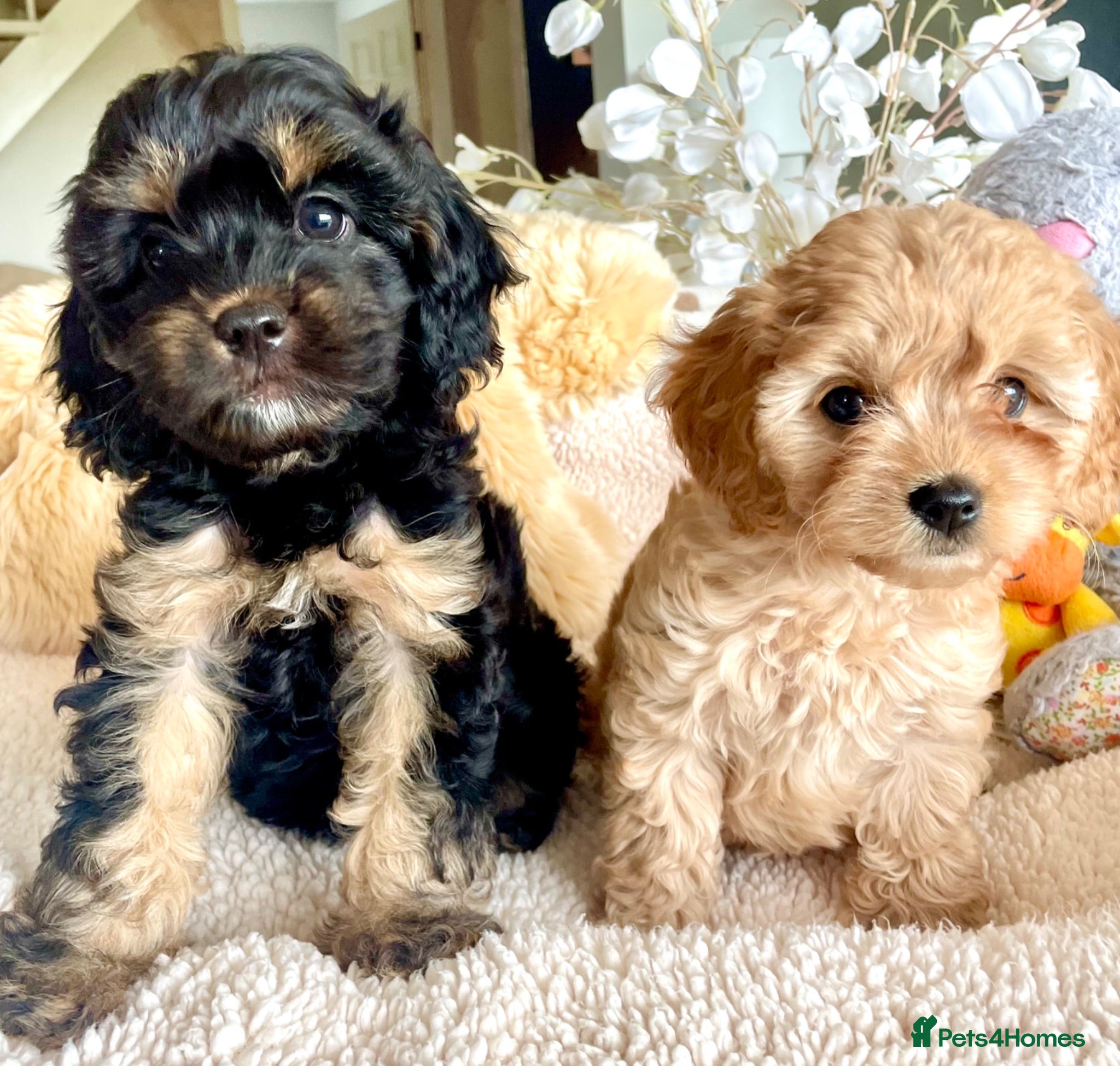 Cavapoo dogs Perfect Cavapoo pups - Advert 12