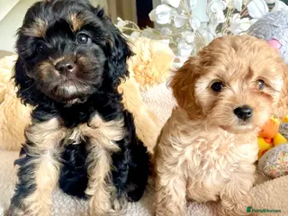 Cavapoo dogs Perfect Cavapoo pups - Advert 9