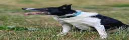 Border Collie dogs for adoption: Meet Max, looking for a new family or foster home - Advert 11