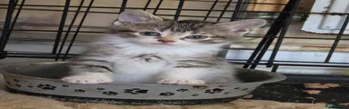 Mixed Breed Kitten 4