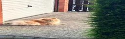 Pomeranian dogs for sale: Milo  - Advert 5