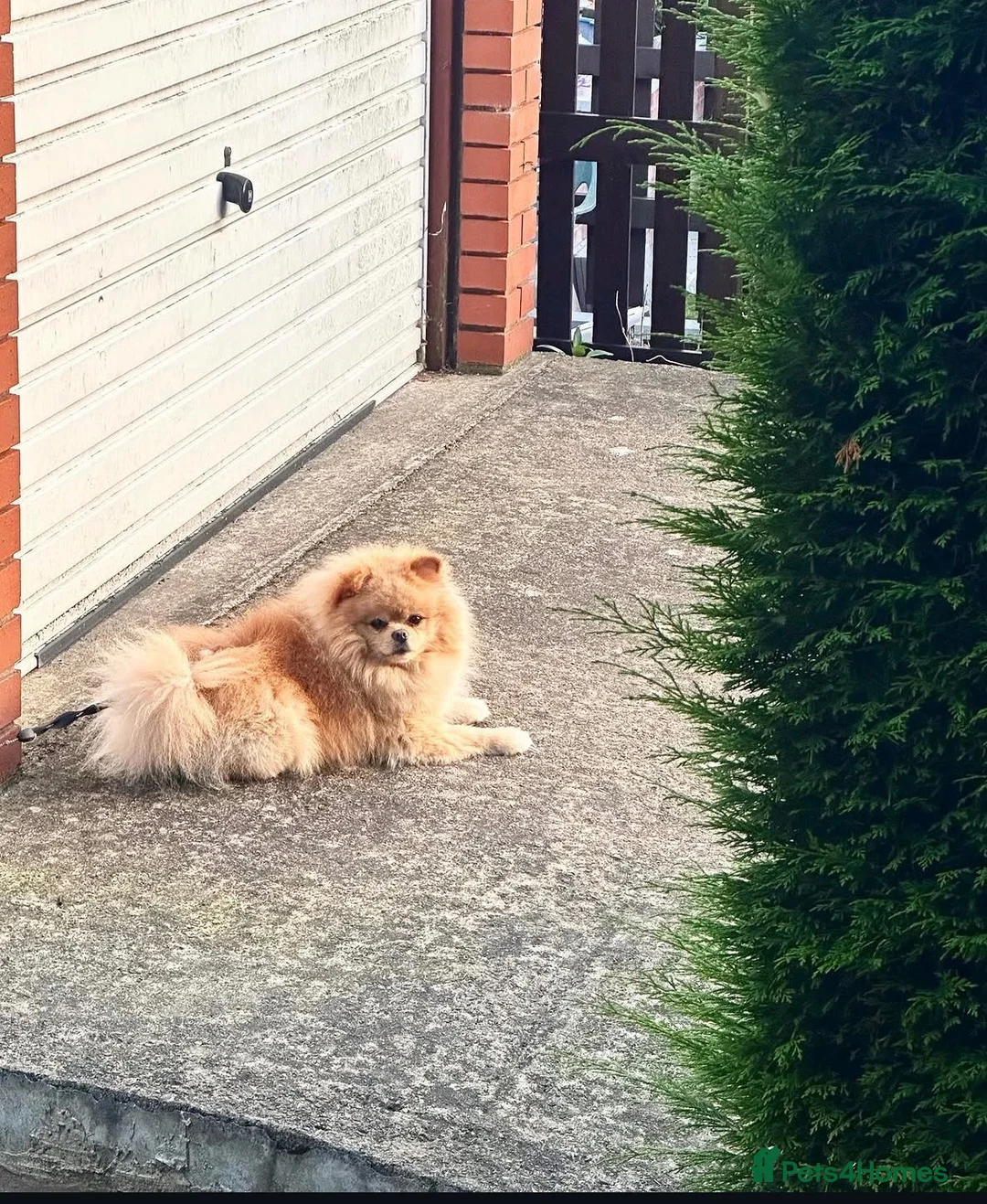 Pomeranian dogs for sale: Milo  - Advert 5