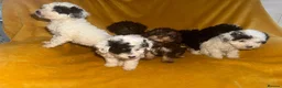 Cavapoo dogs for sale: Beautiful Cavapoo pups sale  - Advert 11