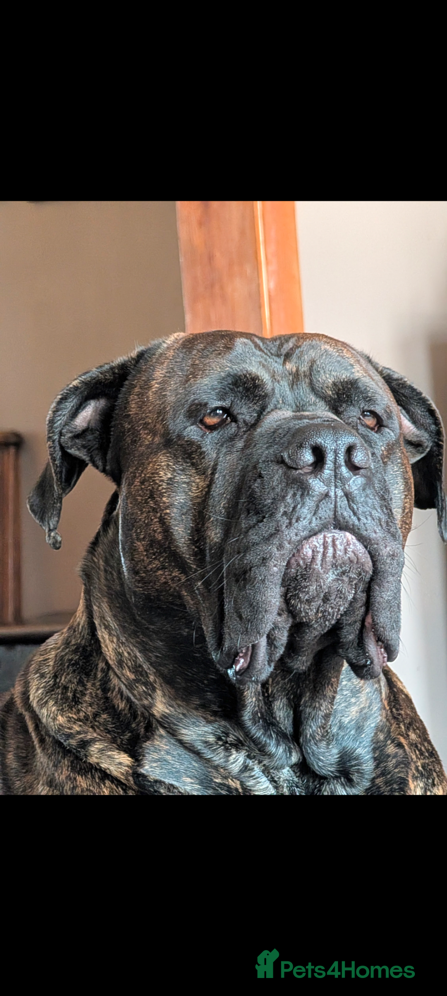 Mixed Breed dogs Cane Corso x Presa canero for stud - Advert 4