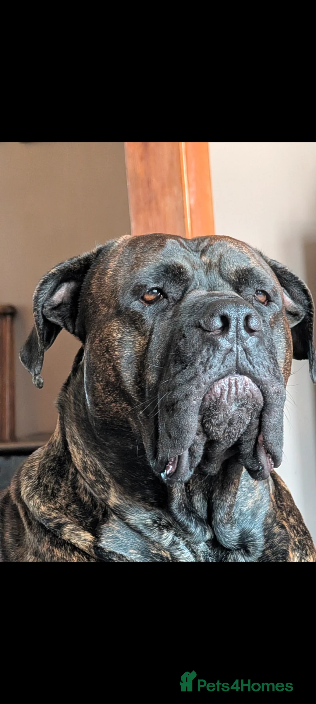 Mixed Breed dogs for stud: Cane Corso x Presa canero for stud in Folkestone - Advert 1