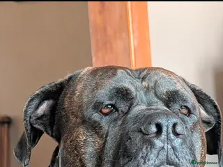 Mixed Breed dogs Cane Corso x Presa canero for stud - Advert 4