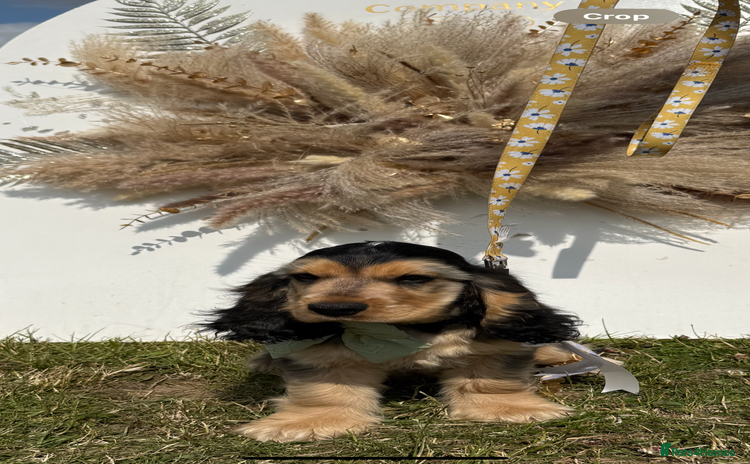 Cocker Spaniel dogs - Advert 3