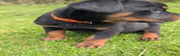 Rottweiler dogs for sale: Stunning Rottweiler puppies - Advert 14