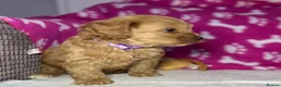 Cockapoo dogs for sale: Cockerpoo puppies  - Advert 18