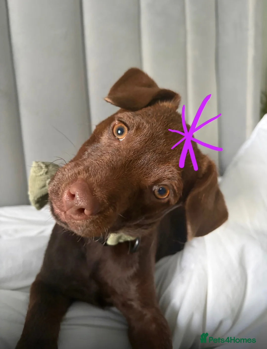 Patterdale Terrier dogs for sale: Chocolate Patterdale Puppies - Advert 7