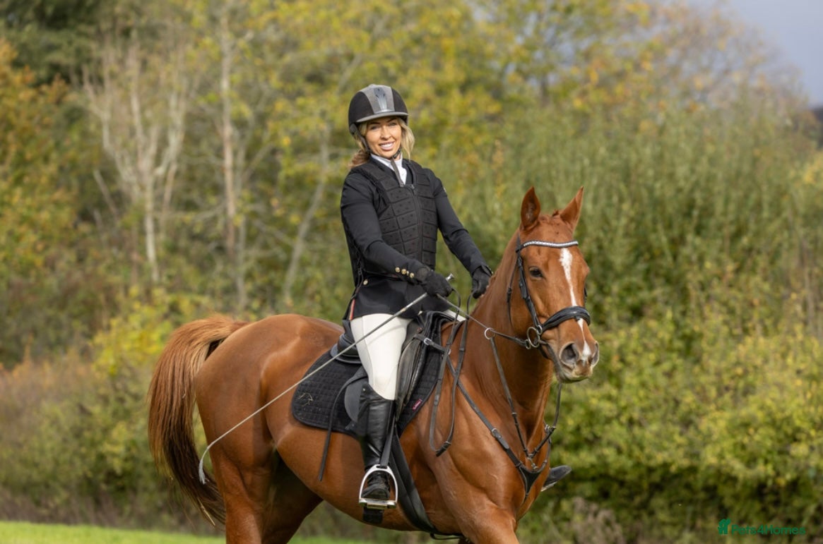 Irish Thoroughbred horses Rosie 16.2hh 7 yo TB- mare  - Advert 5