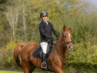 Irish Thoroughbred horses Rosie 16.2hh 7 yo TB- mare - Advert 1