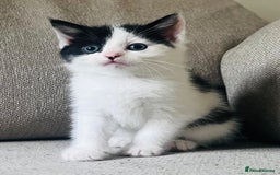 Mixed Breed cats for sale: Gorgeous half Persian fluffy Kittens  - Image 13