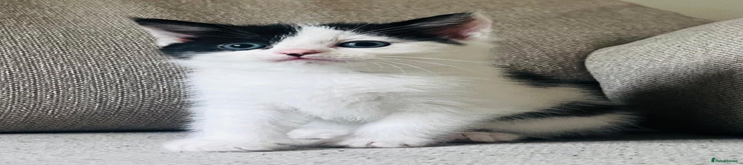 Half Persian Kitten 2