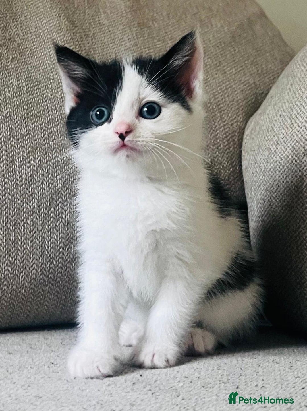 Mixed Breed cats for sale: Gorgeous half Persian fluffy Kittens  - Image 13