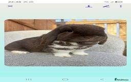 Mini Lop rabbits for sale: Mini lop (Girl) 11 months old - Image 3