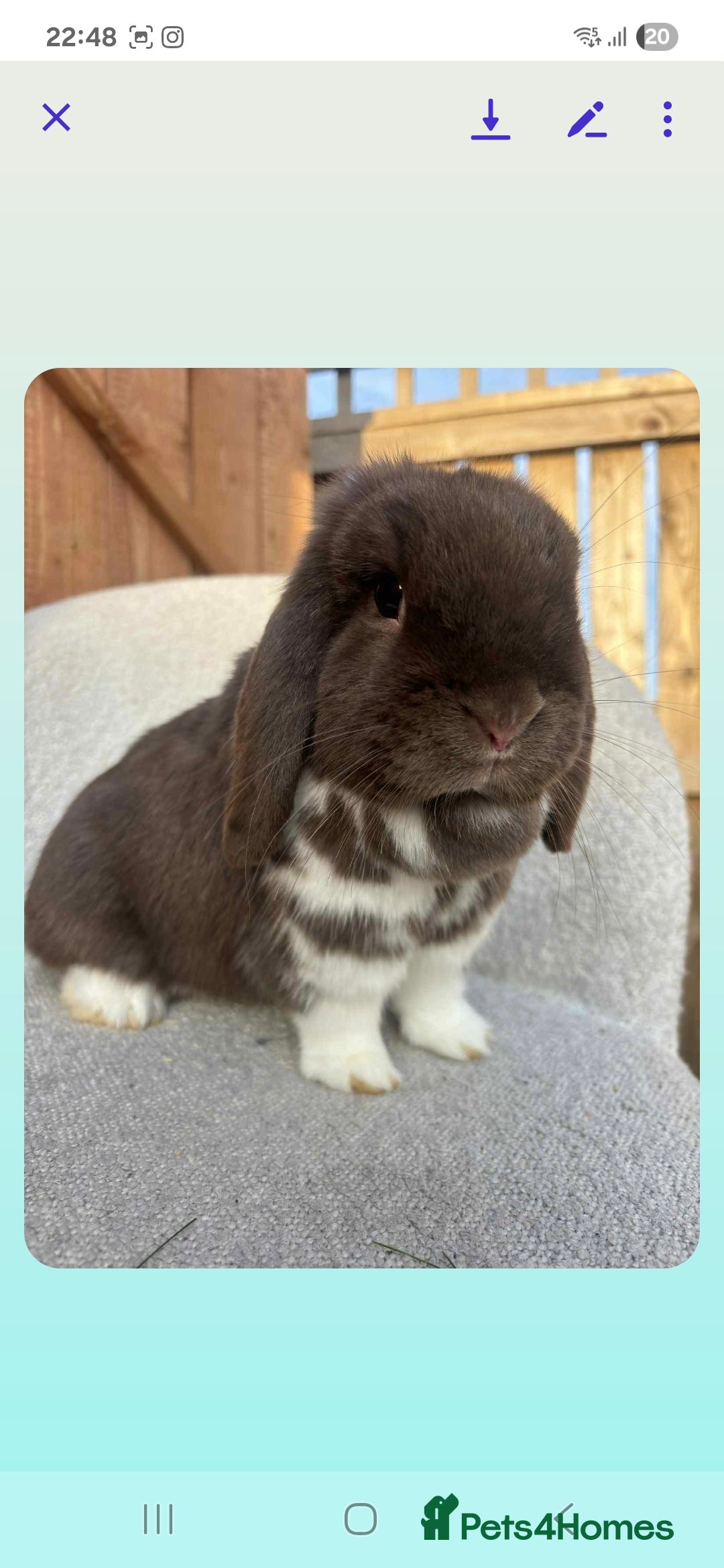 Mini Lop rabbits for sale: Mini lop (Girl) 11 months old - Image 3