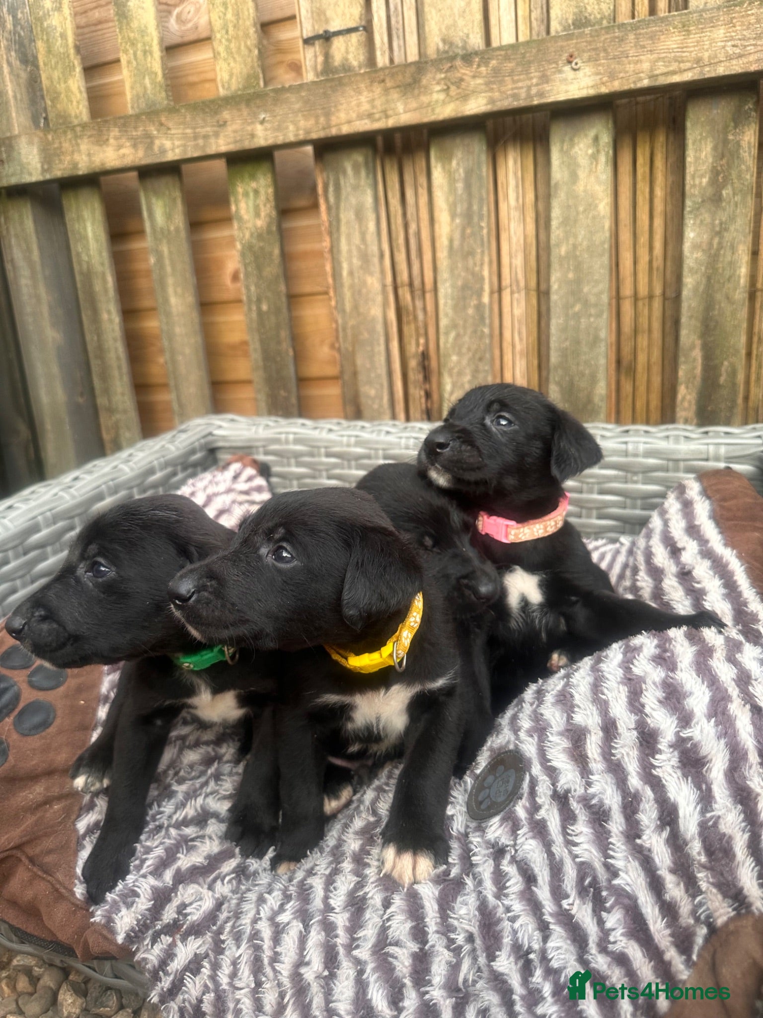 Mixed Breed dogs Labrador cross  - Advert 17